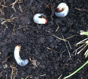 grub worms in soil