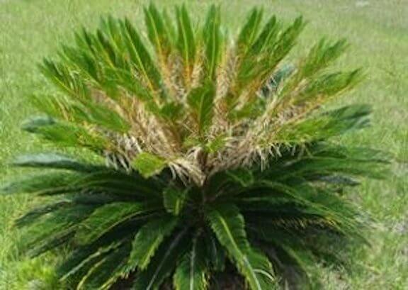 palm tree with disease