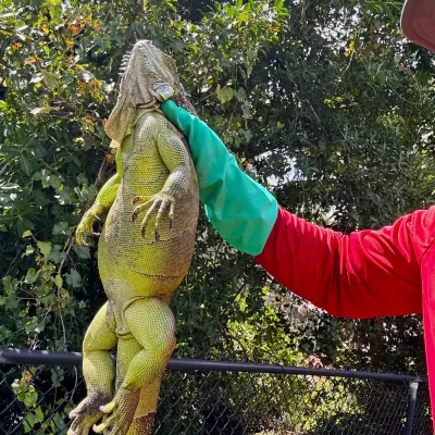 an iguana caught by a technician