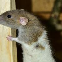 Rodent in Fort Myers