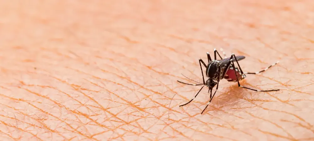 Female Mosquito Feeding on Blood