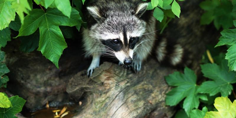 raccoon hiding in backyard