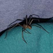 Brown recluse spider in Fort Myers Florida
