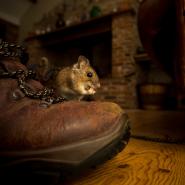 mouse in home next to boot