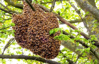 Honey bees in a tree