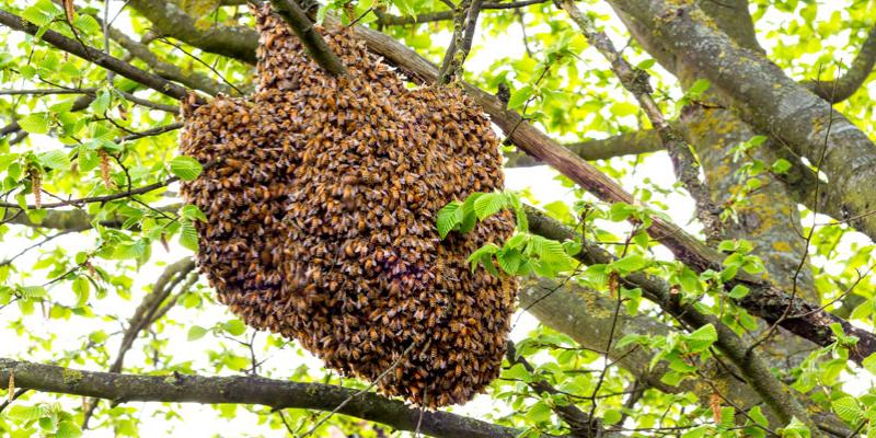Honey bees in a tree