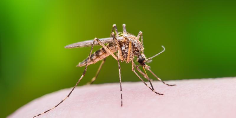 Mosquito in Florida