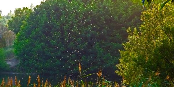 Mosquitoes in Backyard